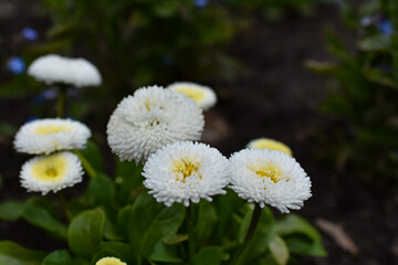 Stokrotki © Agnieszka