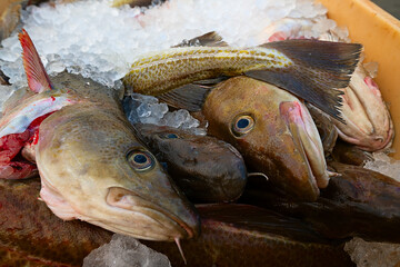 Raw cod fish. Transportation of fresh fish. Fish market.