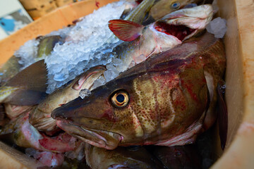 Raw cod fish. Close up. Transportation of fresh fish. Fish market.