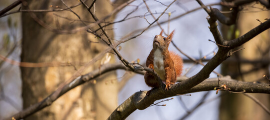rotes Eichhörnchen auf einem Ast sitzend