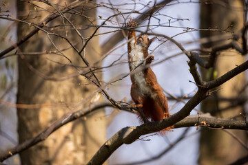 rotes Eichhörnchen greift nach einem Zweig, Nest