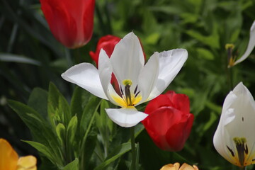 Obraz premium white tulips in the garden