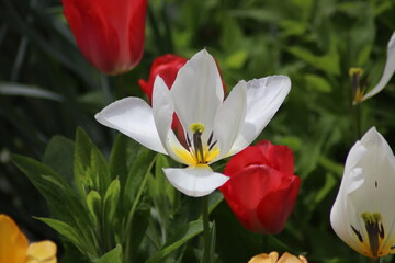 white tulips in the garden