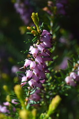 Close up of cornish heather flowers on a summer day