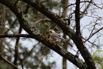 bird on a branch