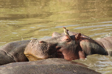 Hippo & Bird