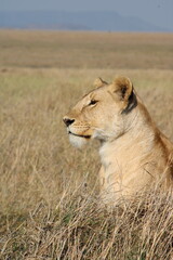 Fototapeta na wymiar Lioness 2