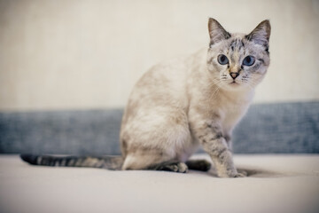 a white cat with a gray strip sits on the couch and looks away