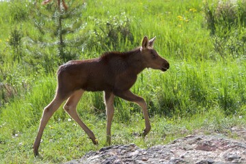 Naklejka na ściany i meble moose calf strolls through grassy field