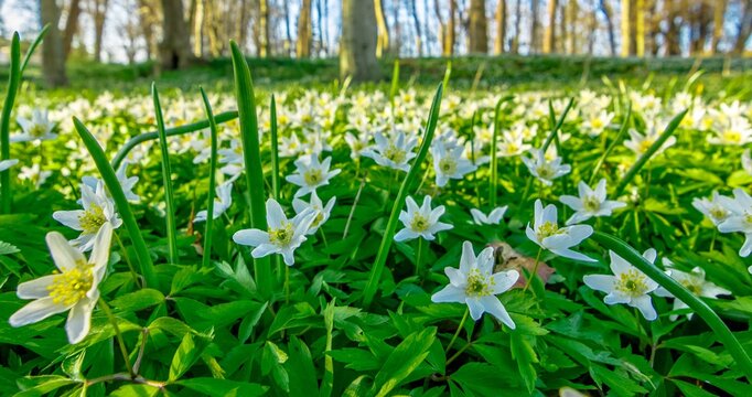 White flowers