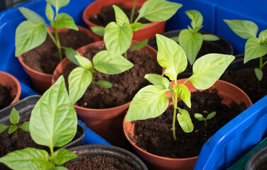 pepper seedlings in plastic pots