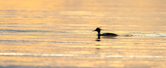 seagull on the sunset
