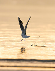 seagull in flight