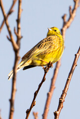 yellow wagtail on a branch