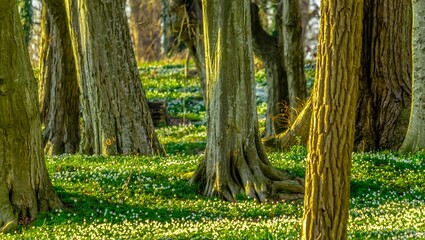 Flower and trees