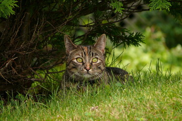 Green Eyed Tabby Cat Waiting in Grass to Pounce