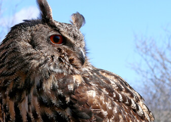 Closeup of the Great Horned Owl from Ontario Canada.