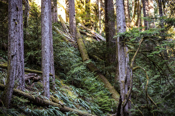 forest in spring