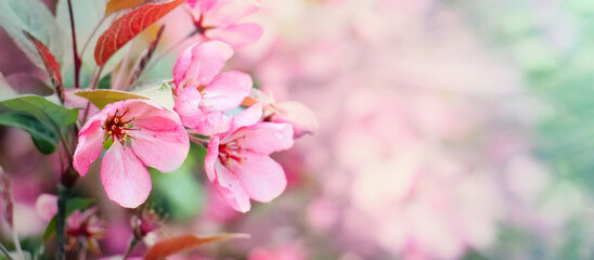 Spring Nature Background of pink Sakura flowers