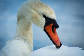 swan on the water Scotland wildlife