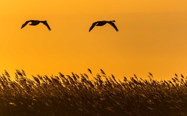 Birds on the Sunset