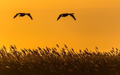 Birds on the Sunset © Piotr
