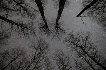 Looking straight up through a group of leafless aspen trees at a sky full of stars.  
