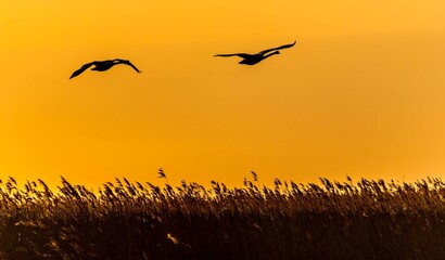 Birds on the Sunset © Piotr