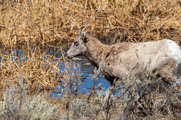Mountain Goat Yellowstone NP