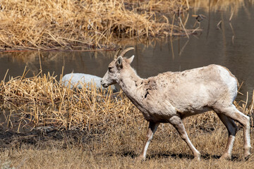 Yellowstone Wildlife, Mountain Goats, 2021