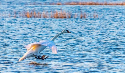 Swan © Piotr