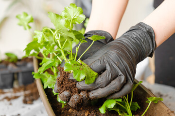Gardener hands transplanting young seedlings sprouts in peat pots soil. Planting flowers at home on the balcony