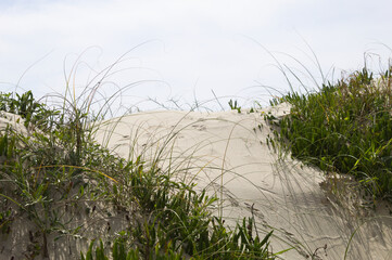 Animal footprints on the beach sand