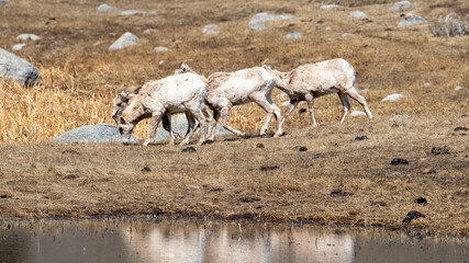 Yellowstone Np Mountain Goats, Wildlife