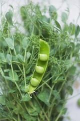 Fresh green peas micro greens