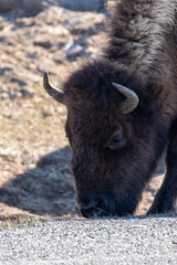 Bison Grazing in Yellowstone Vertical Image