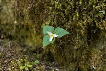 spring in the forest