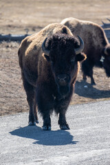 Scenic Image of Buffalo in Yellowstone