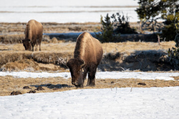 Buffalo Surrounded by Snow
