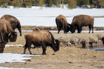 Bison Grazing Yellowstone