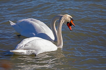 Mute Swans