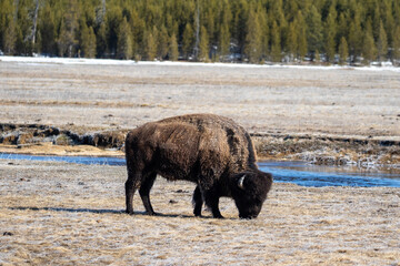 Bison Grazing Along River in Yellowstone National Park