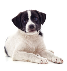 White puppy with black spots.