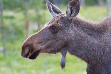 portrait of a moose