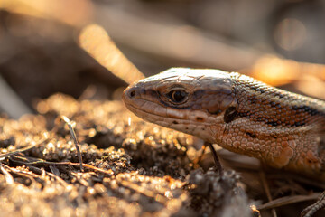 British Common Lizard