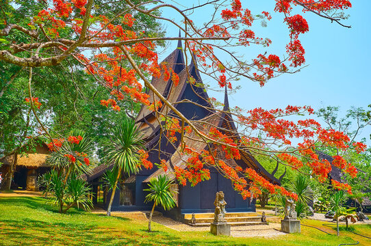 The Xieng Thong House behind the branches of blooming flame tree, Baan Dam (Black House), on May 11 in Chiang Rai, Thailand