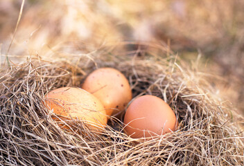 Three unfocuse brown eggs in dry grass nest close up. Spring background. Eco and healthy food concept.  