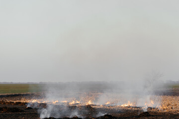  Burning field of corn on the background of the sky. Harvest. Place for your text.