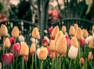 tulips in the garden with a great view