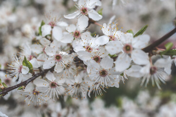kwitnące drzewo śliwki mirabelki